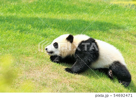 和歌山県 パンダの赤ちゃんの写真素材