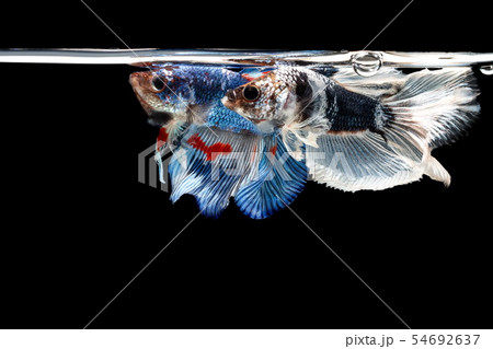 Siamese fighting fish, Betta splendens, colorful  54692637