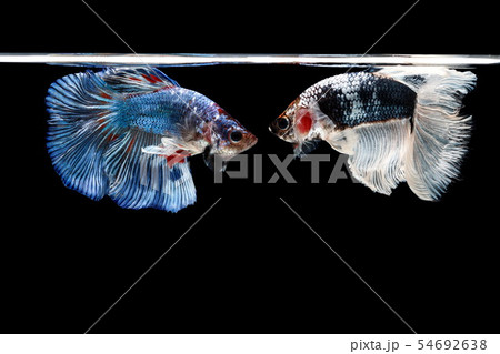 Siamese fighting fish, Betta splendens, colorful  54692638