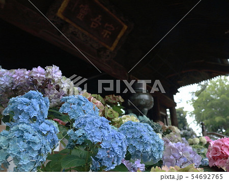 宗吾霊堂大本堂に飾られた紫陽花 宗吾霊堂大本堂に飾られた紫陽花 54692765