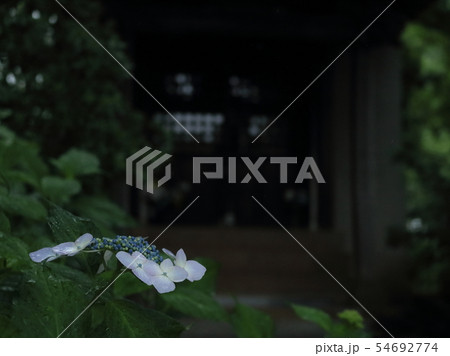 宗吾霊堂の祠の前の額紫陽花 宗吾霊堂の祠の前の額紫陽花 54692774