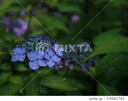 宗吾霊堂の額紫陽花 宗吾霊堂の額紫陽花 54692782