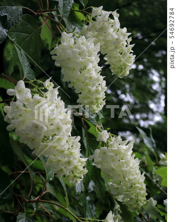 宗吾霊堂の柏葉紫陽花 宗吾霊堂の柏葉紫陽花 54692784