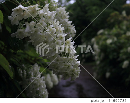 宗吾霊堂の柏葉紫陽花 宗吾霊堂の柏葉紫陽花 54692785