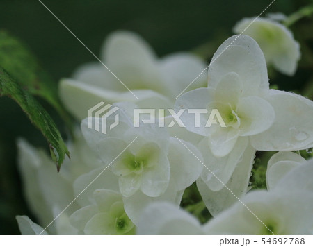 宗吾霊堂の柏葉紫陽花アップ 54692788