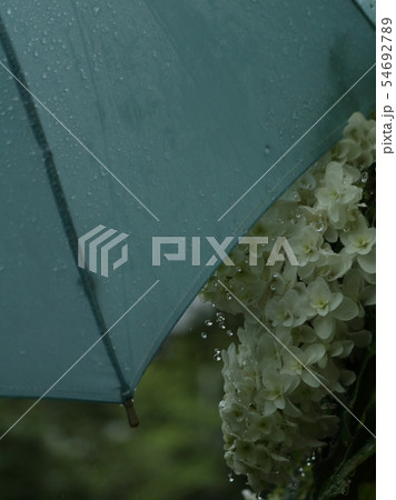 雨傘と柏葉紫陽花 宗吾霊堂にて 雨傘と柏葉紫陽花 宗吾霊堂にて 54692789
