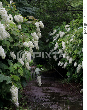 宗吾霊堂の柏葉紫陽花と水溜 54692792