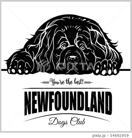 Newfoundland - vector illustration for t-shirt, logo and template badges Newfoundland - vector illustration for t-shirt, logo and template badges 54692959