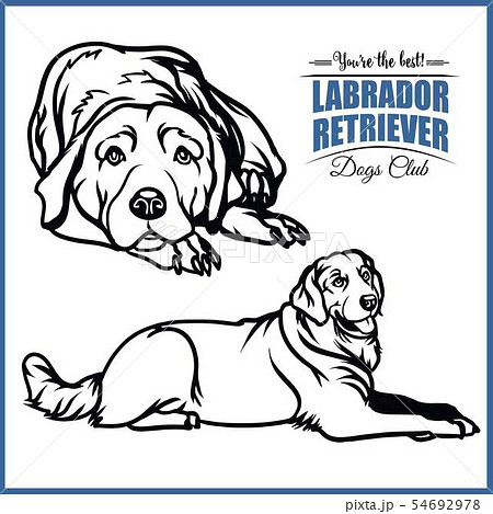 Labrador Retriever Vector Illustration For のイラスト素材