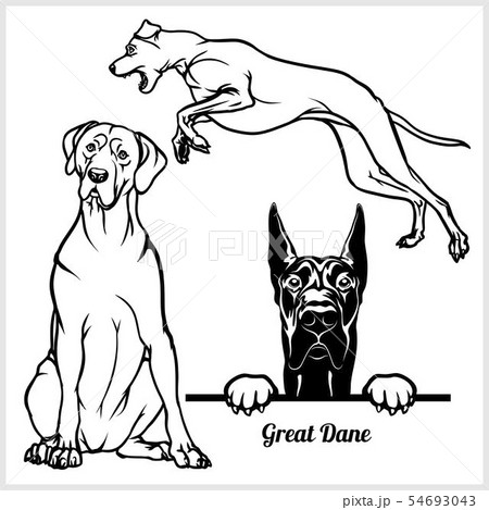 Great Dane - vector illustration for t-shirt, logo and template badges 54693043