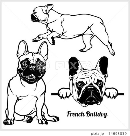 French Bulldog - vector illustration forのイラスト素材