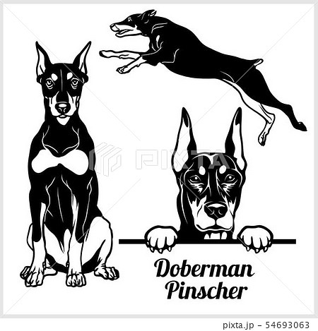 Doberman Pinscher Vector Illustration For のイラスト素材