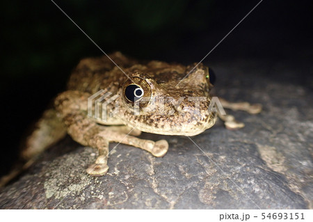 カジカガエル Buergeria buergeri 54693151