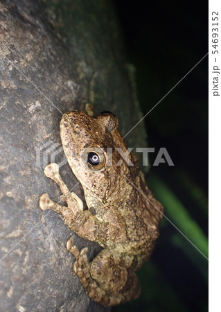 カジカガエル Buergeria buergeri カジカガエル Buergeria buergeri 54693152