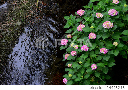 秋月 紫陽花 秋月 紫陽花 54693233