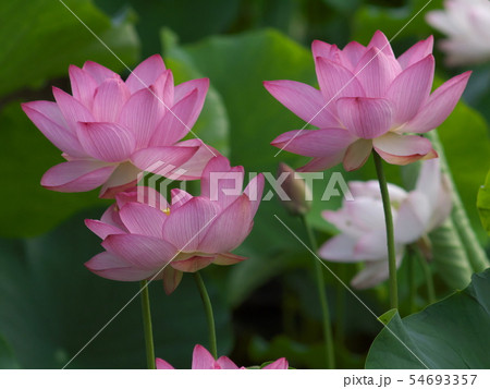 蓮の花(3つ) 蓮の花(3つ) 54693357