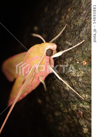 ベニスズメ Deilephila elpenor 54693881