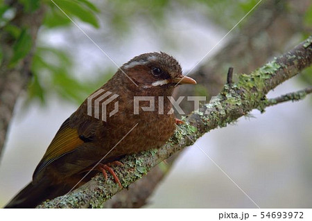 鳥 身体 体 54693972