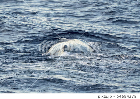 Sperm Whale at sunset 54694278
