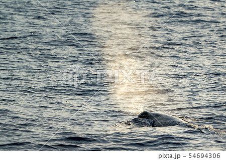 Sperm Whale at sunset while blowing 54694306