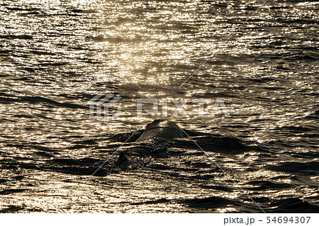 Sperm Whale head at sunset 54694307