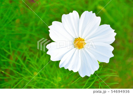 秋 白いコスモス 秋 白いコスモス 54694936