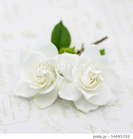 クチナシ 54695293