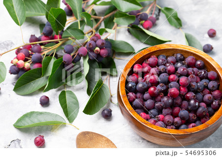 赤い実も混ざっているブルーベリーの写真素材