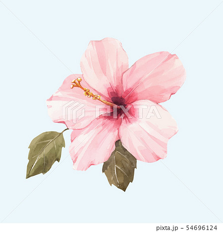 Watercolor hibiscus vector illustration Watercolor hibiscus vector illustration 54696124