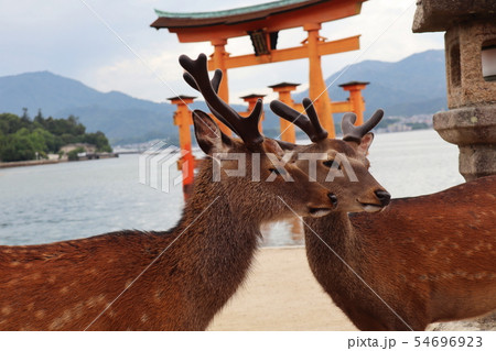 鹿のカップル 鹿のカップル 54696923