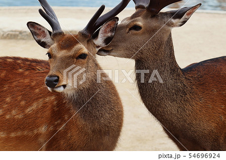 鹿のカップル 鹿のカップル 54696924