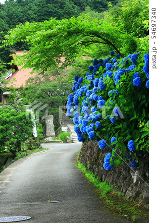 紫陽花と光秀寺 紫陽花と光秀寺 54697340