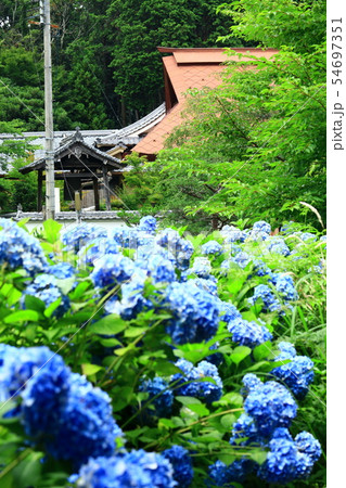 紫陽花と谷性寺 紫陽花と谷性寺 54697351