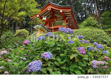 三室戸寺 三室戸寺 54697557