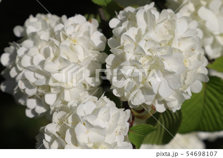 オオデマリの花の写真素材