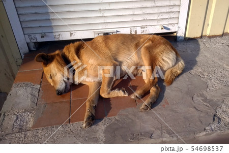 the dog is sleeping outside in the summer. Stock photo the dog is sleeping outside in the summer. Stock photo 54698537