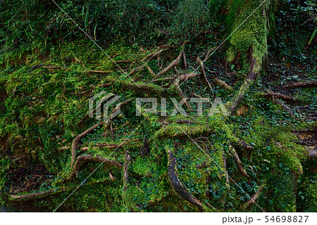 修験 木の根 植物 54698827