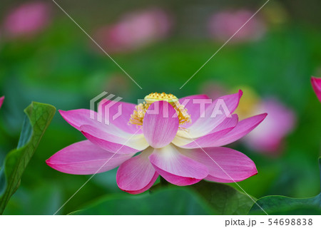 大賀ハス 二千年ハス 大賀ハス 二千年ハス 54698838