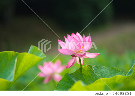 大賀ハス 二千年ハス 大賀ハス 二千年ハス 54698851