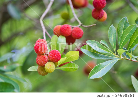 やまもも 楊梅 やまもも 楊梅 54698861