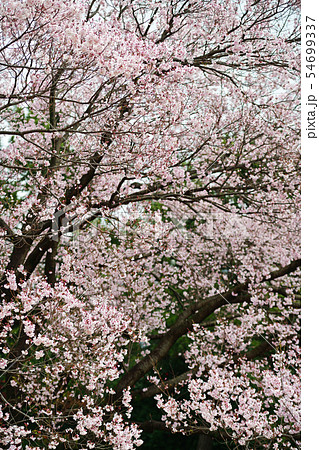 街景色　東京　丸の内 54699337