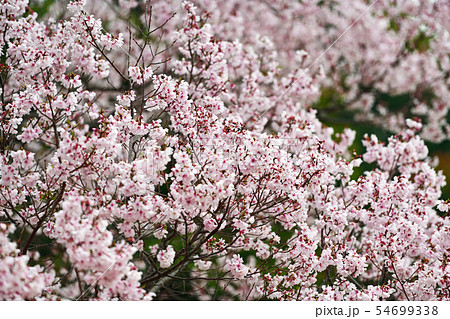 街景色 東京 丸の内 街景色 東京 丸の内 54699338