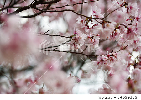 街景色 東京 丸の内 街景色 東京 丸の内 54699339