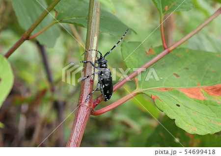 イタドリの茎をかじる ゴマダラカミキリ成虫の写真素材