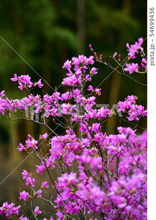 街景色　東京　丸の内 54699436