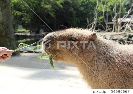 笹を食べるカピバラ 笹を食べるカピバラ 54699667