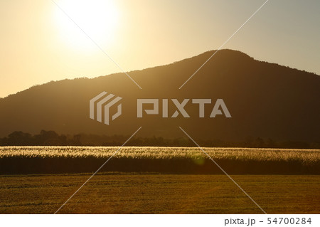 サトウキビ畑 サトウキビ畑 54700284