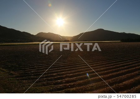 サトウキビ畑 54700285