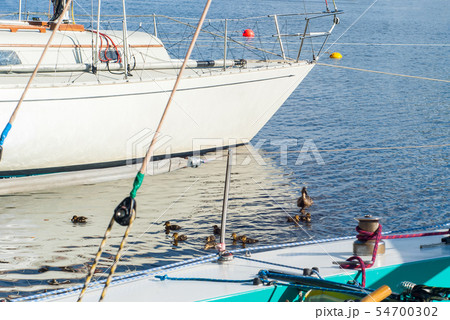 duck with ducklings among the ships in the marina 54700302