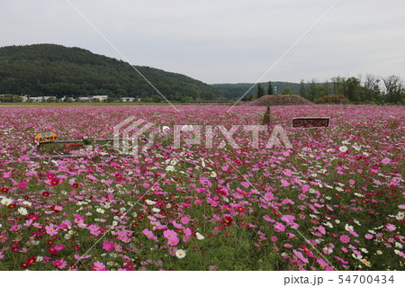 北海道　網走　大曲湖畔園地コスモス畑 54700434
